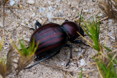 scarabée noir — Bild 2