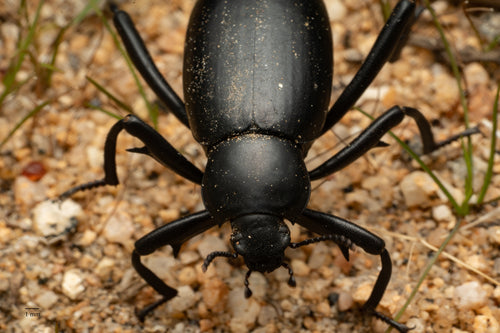 scarabée noir — Bild 5