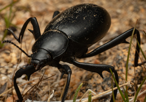 scarabée noir — Bild 4