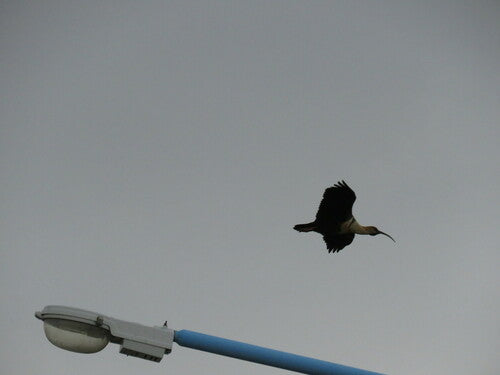 Ibis à croupion noir — Bild 2