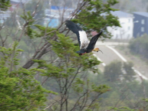 Ibis à croupion noir — Bild 5