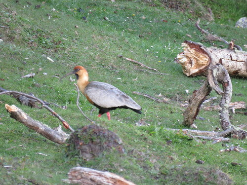 Ibis à croupion noir — Bild 4