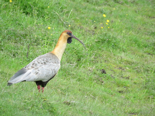 Ibis à croupion noir — Bild 3
