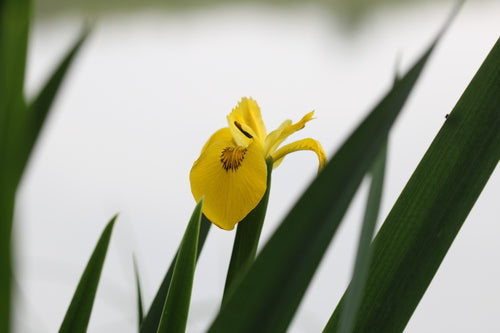 Iris (genre) — Bild 4