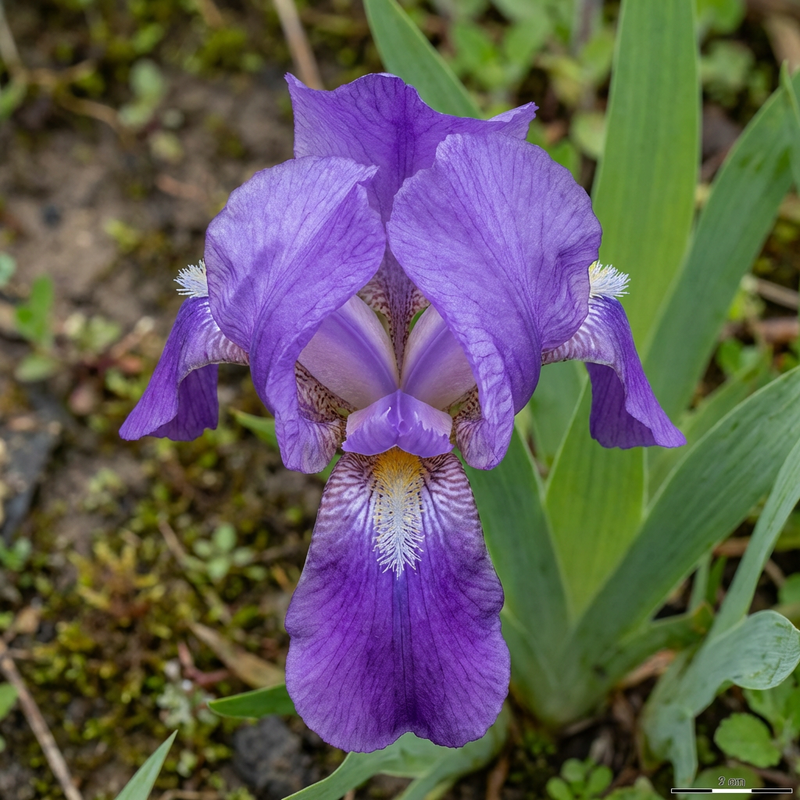 Iris (genre)