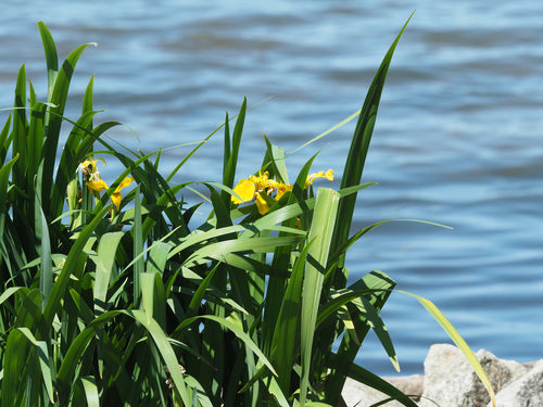 Iris (genre) — Bild 2