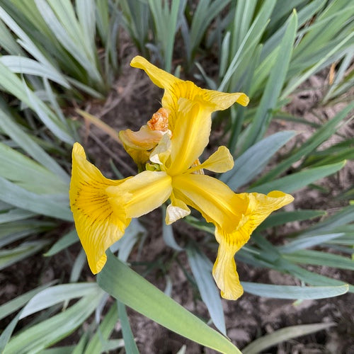 Iris (genre) — Bild 5