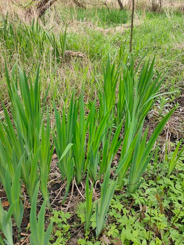 Iris (genre) — photo 2 sur 9