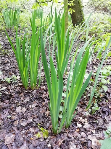 Iris (genre) — Bild 3