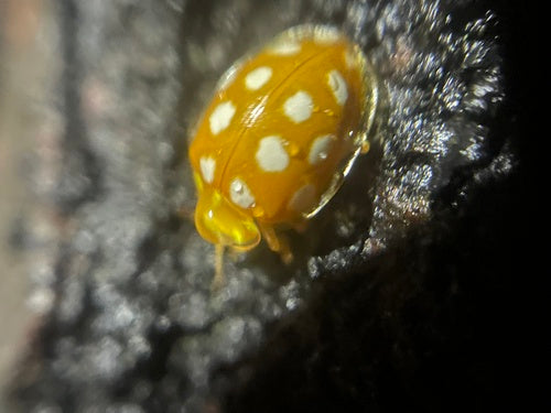 Coccinelle à seize points — Bild 5
