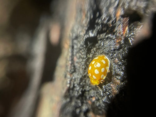 Coccinelle à seize points — Bild 4
