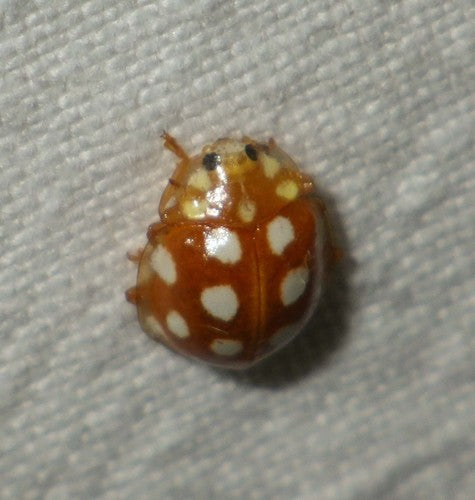 Coccinelle à seize points — Bild 2