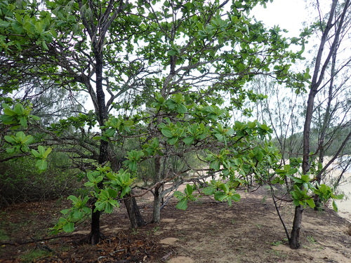 Amandier de mer — Bild 1