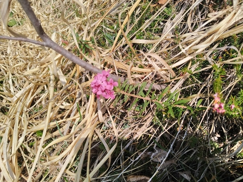 Daphné — photo 1 sur 8