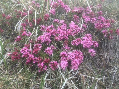 Daphné — Bild 5