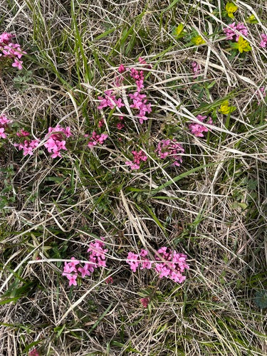 Daphné — Bild 2