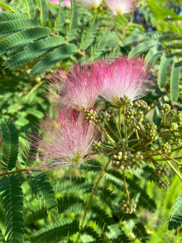Arbre à soie — Bild 5