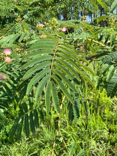 Arbre à soie — Bild 4