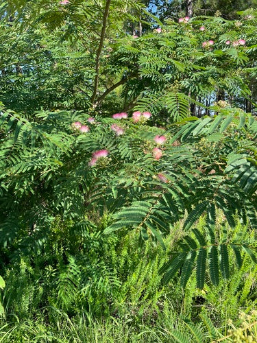 Arbre à soie — Bild 3