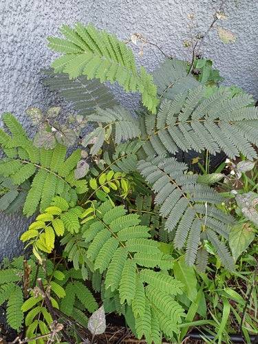 Arbre à soie — Bild 2