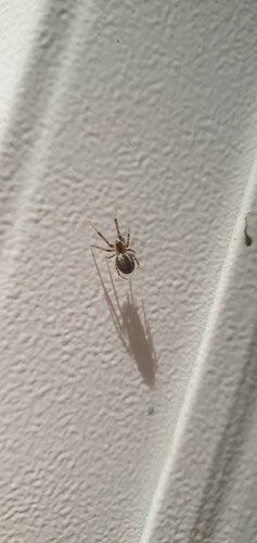 Araignée de secteur — Bild 5