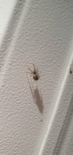 Araignée de secteur — Bild 4