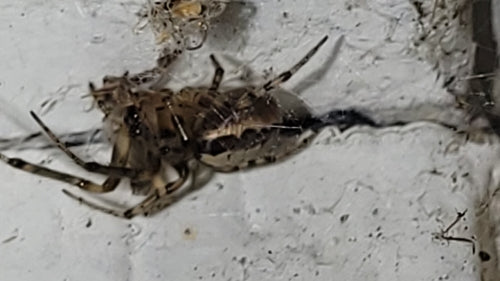 Araignée de secteur — Bild 3