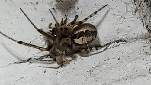 Araignée de secteur — Bild 2