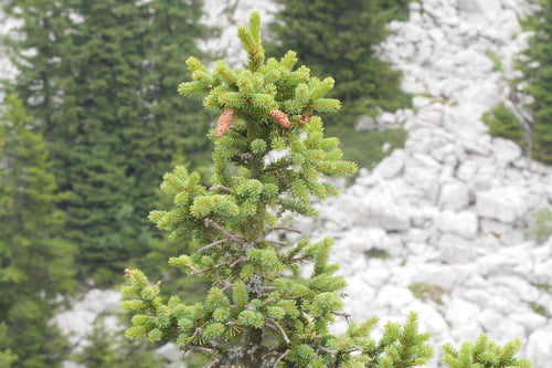 épicéa de Serbie — Bild 2