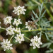 Blüte von Sichelmöhre (Falcaria vulgaris) in Nahaufnahme (KI-generiert)