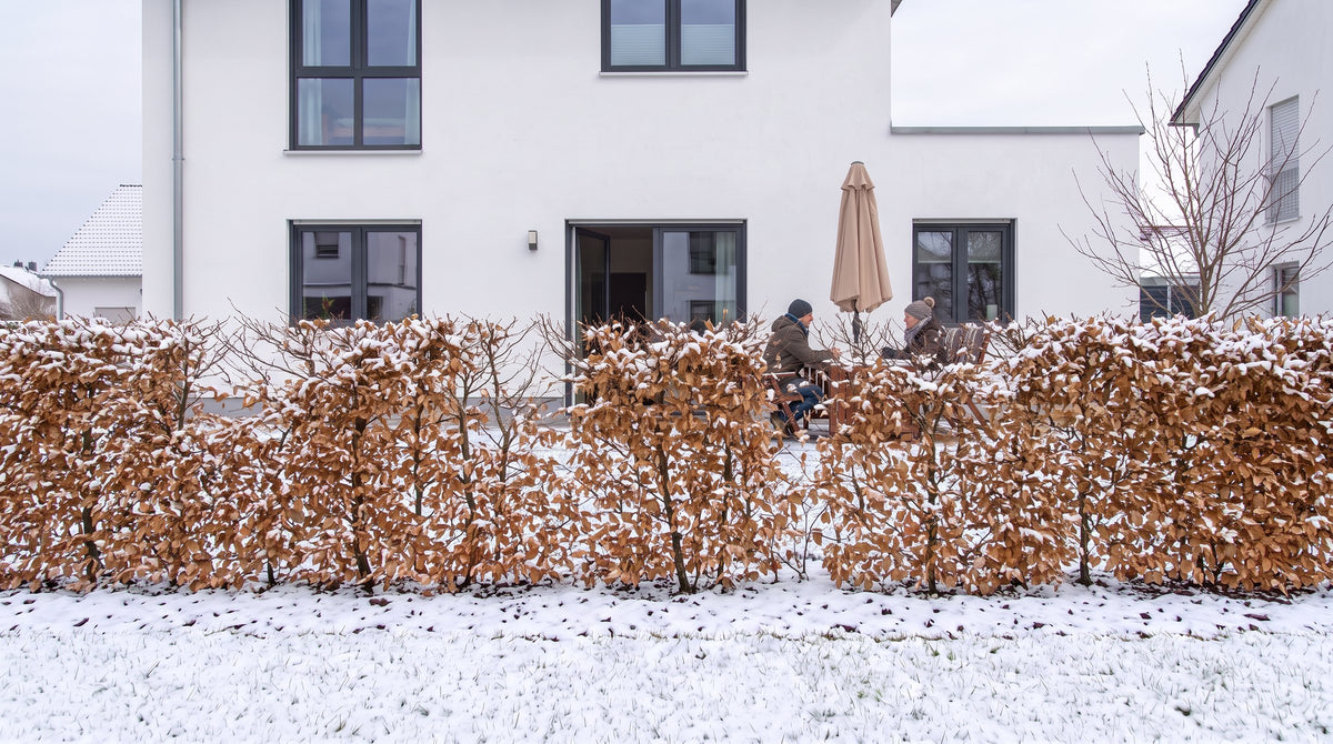 Charme commun en haie de 1,80 m (Hiver) devant la terrasse des voisins – visualisation IA