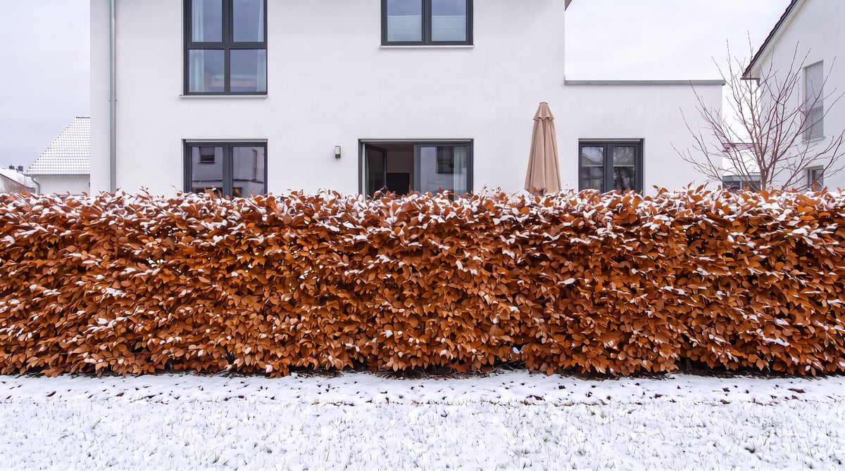 Hêtre commun en haie de 1,80 m (Hiver) devant la terrasse des voisins – visualisation IA