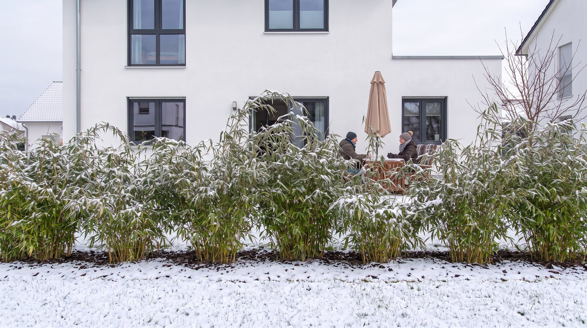 Bambou parapluie (Fargesia) en haie de 1,80 m (Hiver) devant la terrasse des voisins – visualisation IA