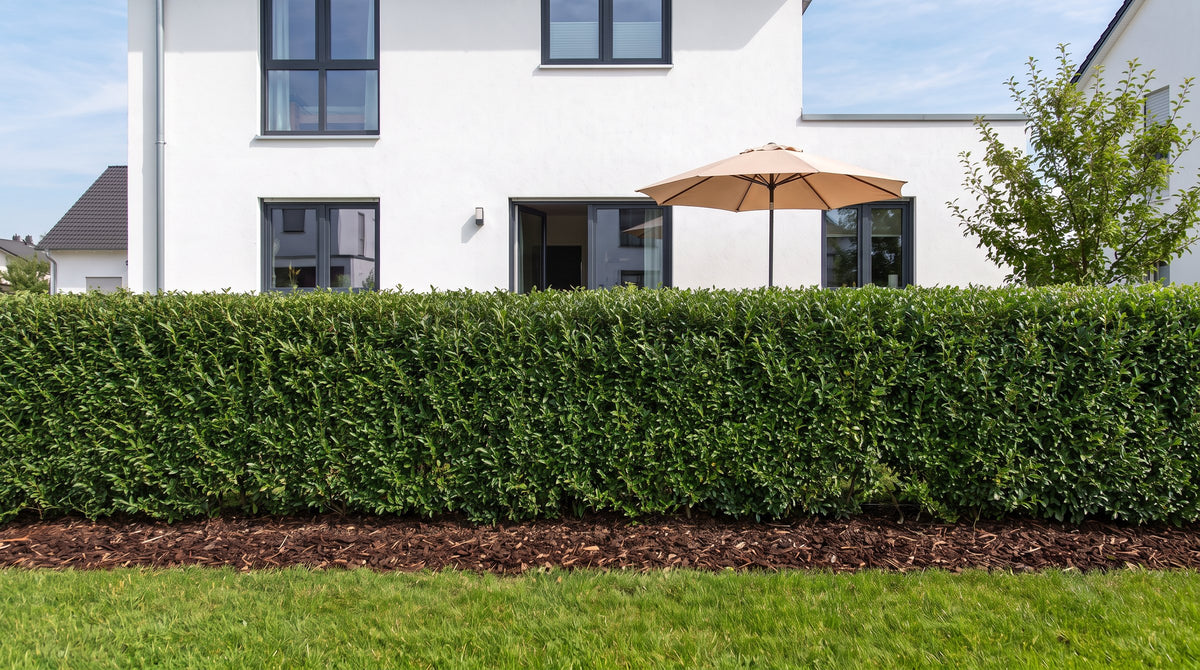 Troène 'Atrovirens' en haie de 1,80 m (Été) devant la terrasse des voisins – visualisation IA
