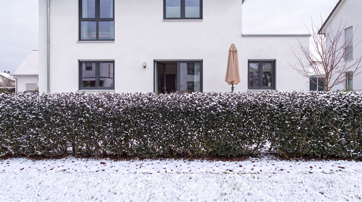 Troène 'Atrovirens' en haie de 1,80 m (Hiver) devant la terrasse des voisins – visualisation IA