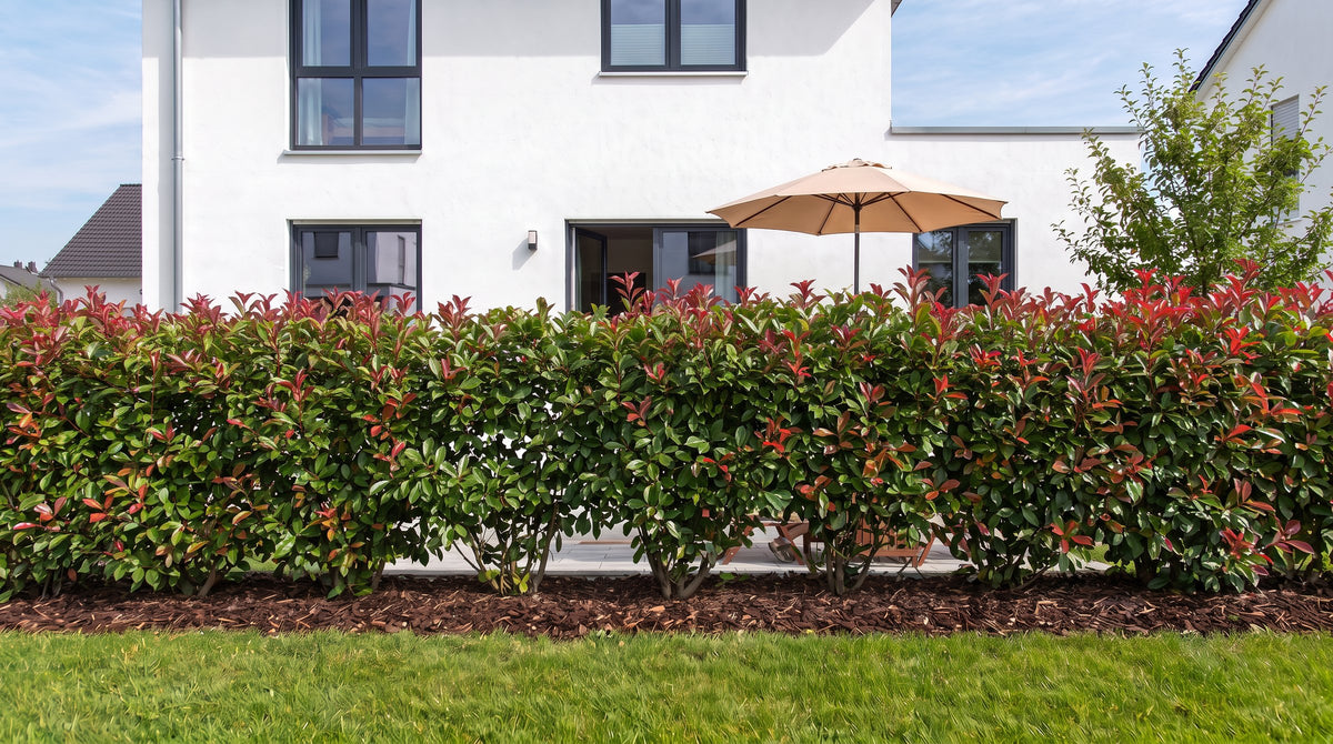 Photinia 'Red Robin' en haie de 1,80 m (Été) devant la terrasse des voisins – visualisation IA