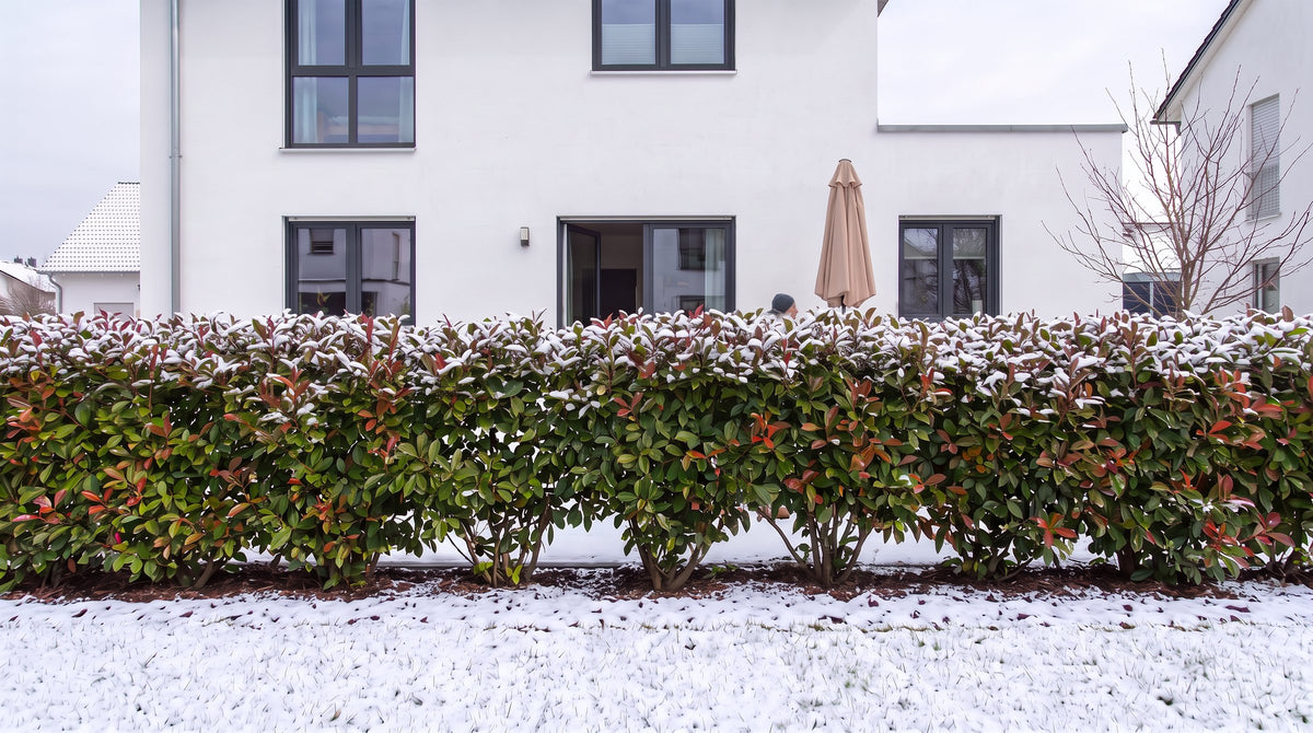 Photinia 'Red Robin' en haie de 1,80 m (Hiver) devant la terrasse des voisins – visualisation IA