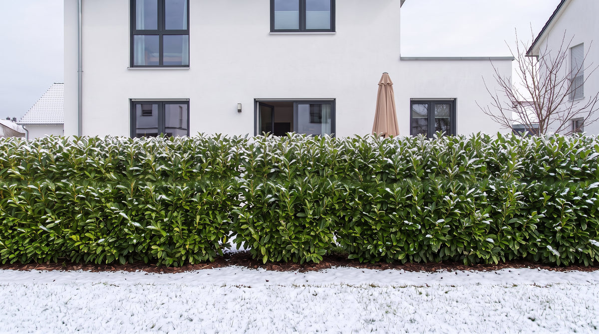 Laurier-cerise en haie de 1,80 m (Hiver) devant la terrasse des voisins – visualisation IA