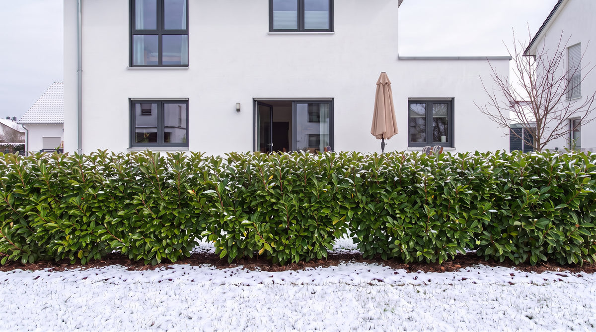Laurier du Portugal en haie de 1,80 m (Hiver) devant la terrasse des voisins – visualisation IA