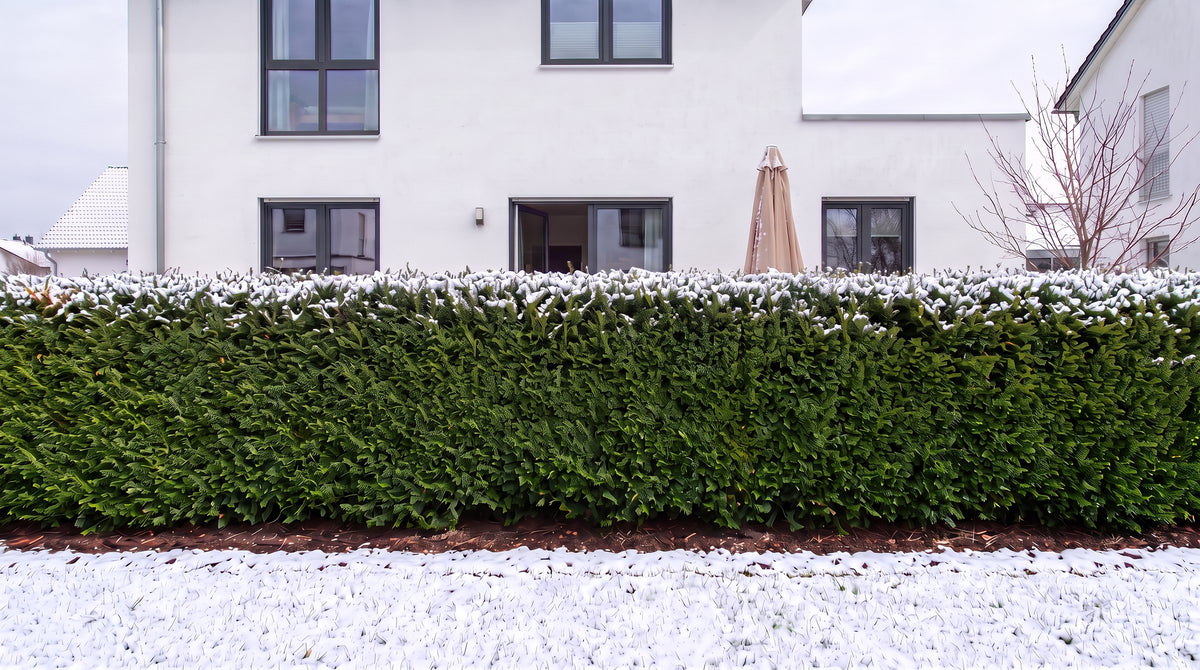 If commun en haie de 1,80 m (Hiver) devant la terrasse des voisins – visualisation IA