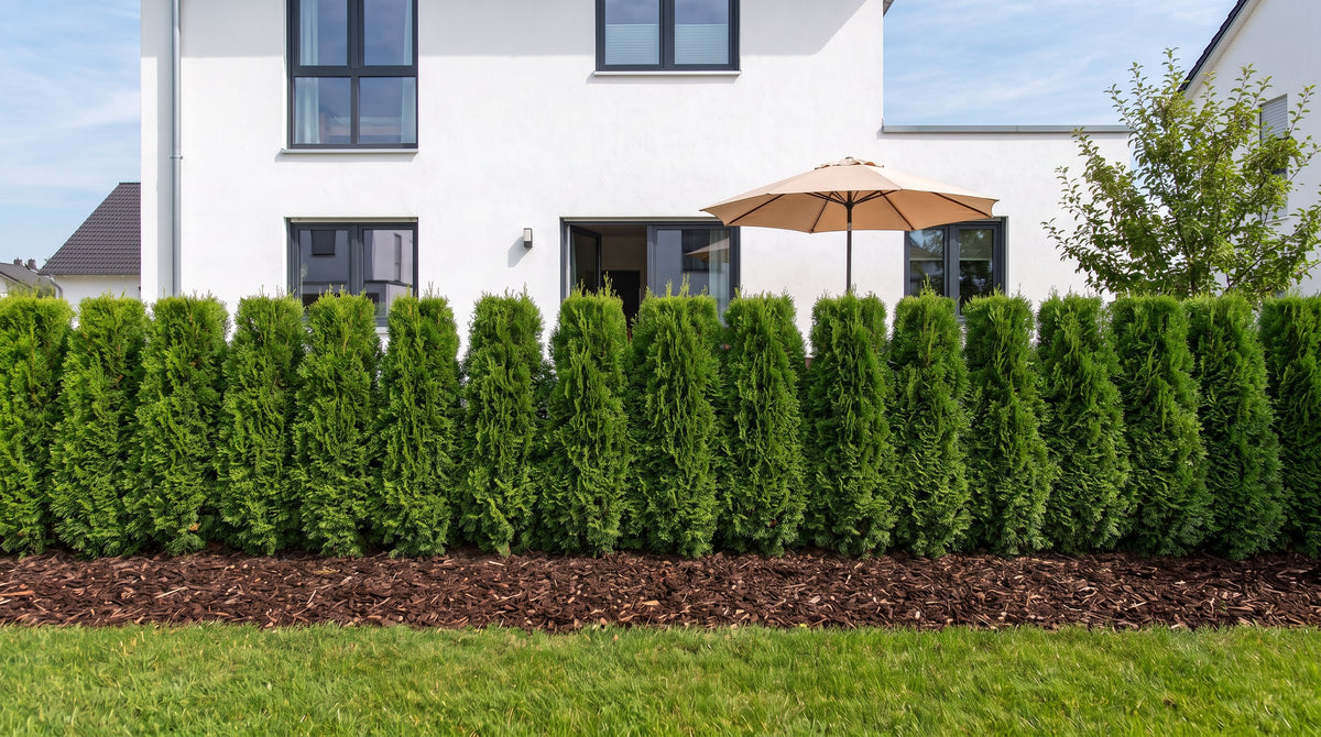 Thuya 'Smaragd' - arbre de vie pour haies étroites en haie de 1,80 m (Été) devant la terrasse des voisins – visualisation IA