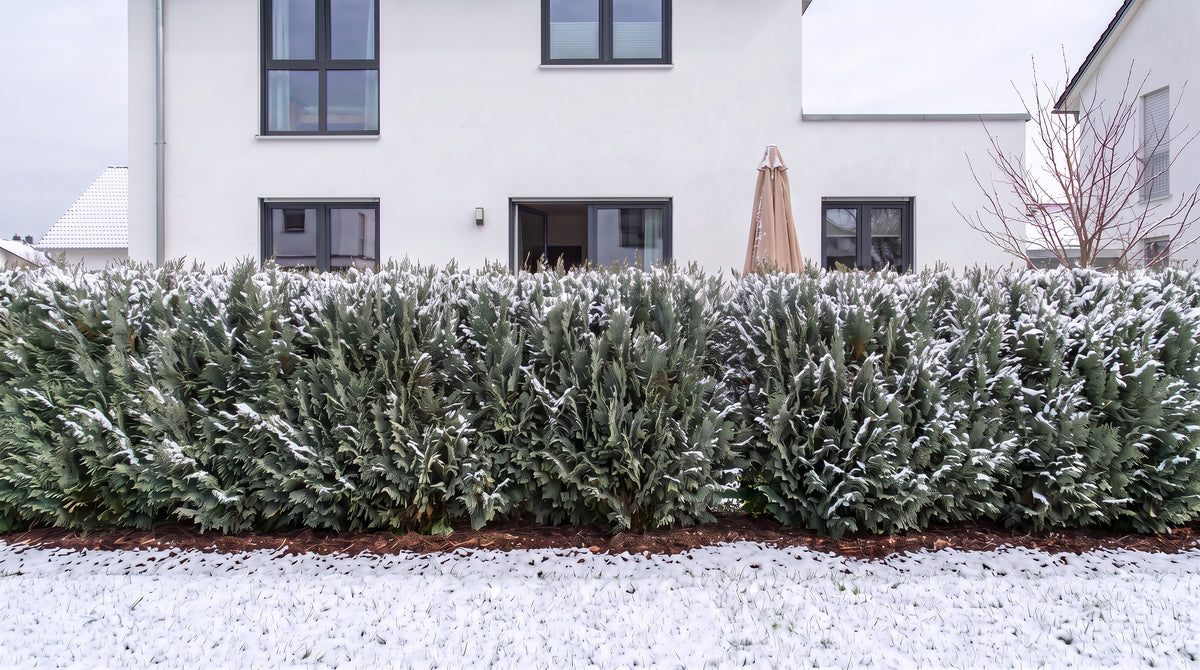 Cyprès de Leyland en haie de 1,80 m (Hiver) devant la terrasse des voisins – visualisation IA