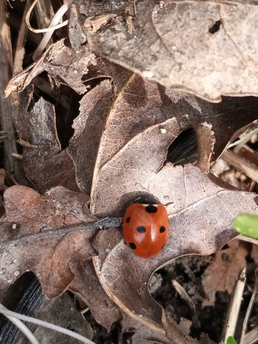 Coccinelle à sept points — Bild 4