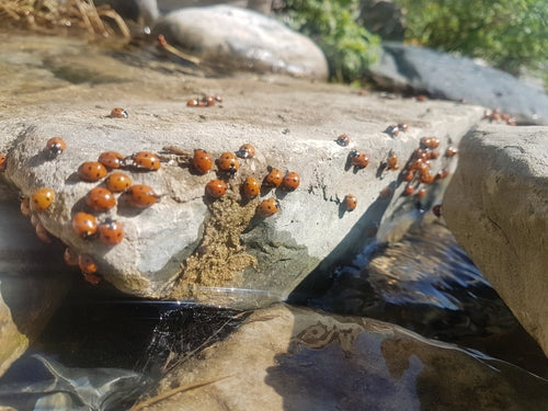 Coccinelle à sept points — Bild 5