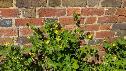 Loir — Bild 5