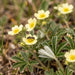 Blüte von Silber-Fingerkraut (Potentilla argentea) in Nahaufnahme (KI-generiert)