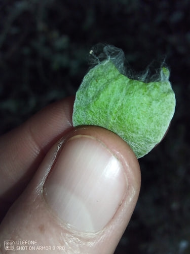 Fleur de paille argentée — Bild 5