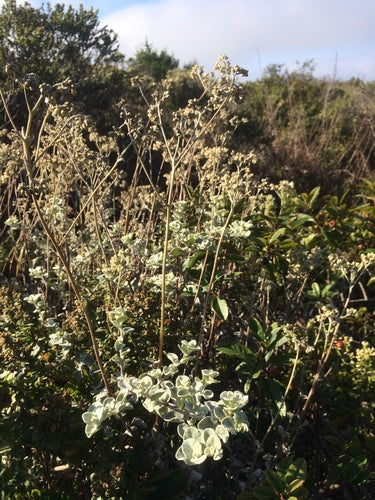 Fleur de paille argentée — Bild 4