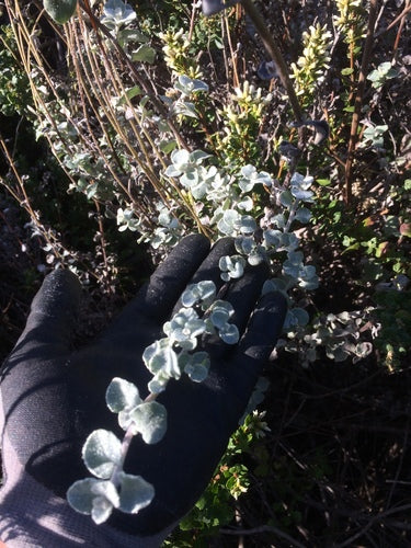 Fleur de paille argentée — Bild 3