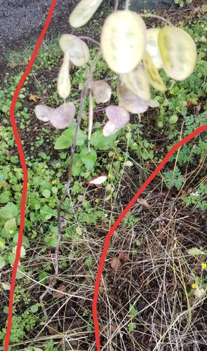 Feuille d'argent — Bild 5